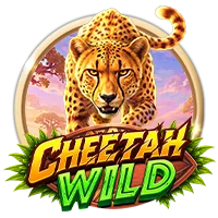 Cheetah Wild